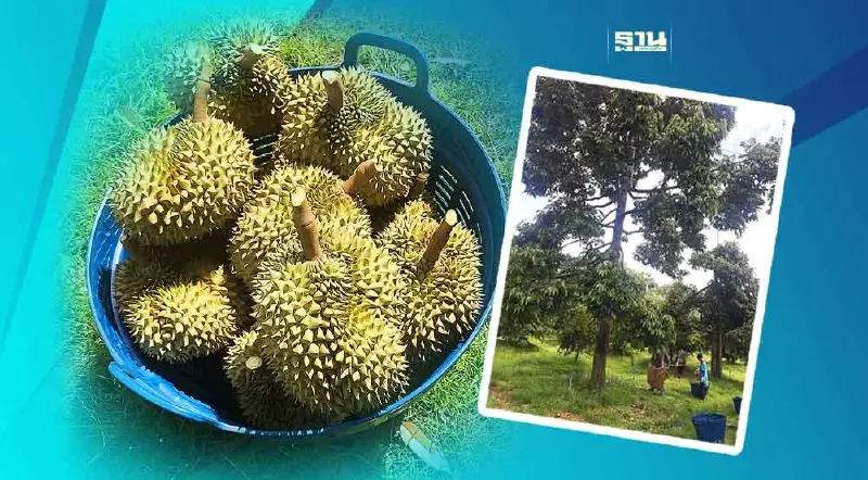 "ทุเรียนทองผาภูมิ" สินค้า GI สร้างรายได้ชาวสวน300ล้าน/ปี