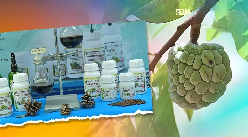 สารกำจัดศัตรูพืชจากสารสกัดน้อยหน่า “ต้นทุนต่ำ-ประสิทธิภาพสูง”