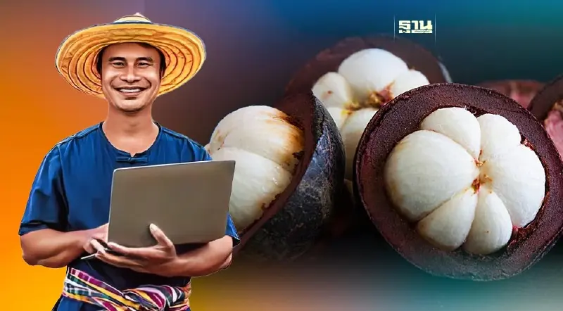 “ฤดูกาลมังคุด”พาณิชย์จับมือผู้ประกอบการ ช่วยเกษตรระบายผลผลิต