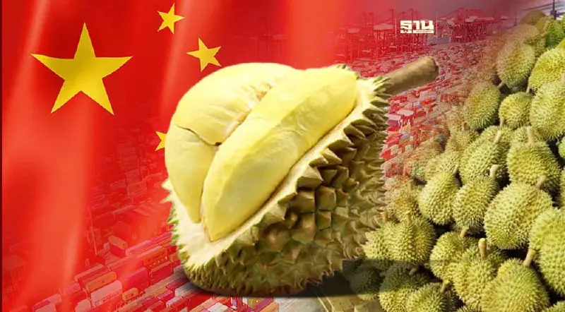 พาณิชย์ติวเข้มทุเรียนไทย รักษาแชมป์แดนมังกร หลังผลิตได้เองที่ "ไห่หนาน"