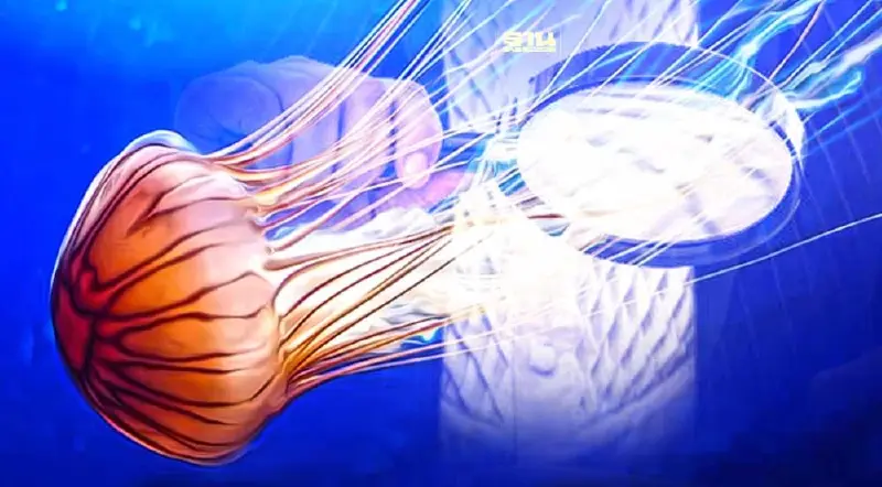 วิธีป้องกันแมงกะพรุนไฟ หลังพบ "แมงกะพรุนไฟเรือรบโปรตุเกส"