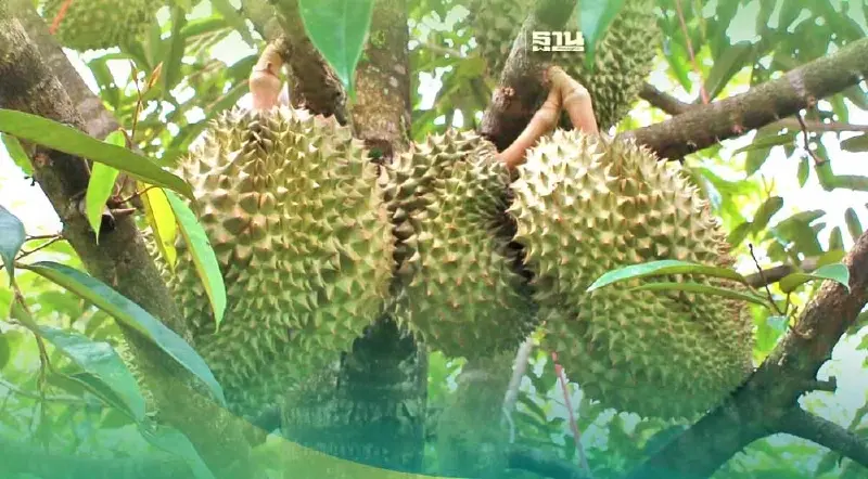 “ทุเรียนใต้” ออกผลผลิต ดันตลาดมลายูบางกอก จ.ยะลา คึกคัก