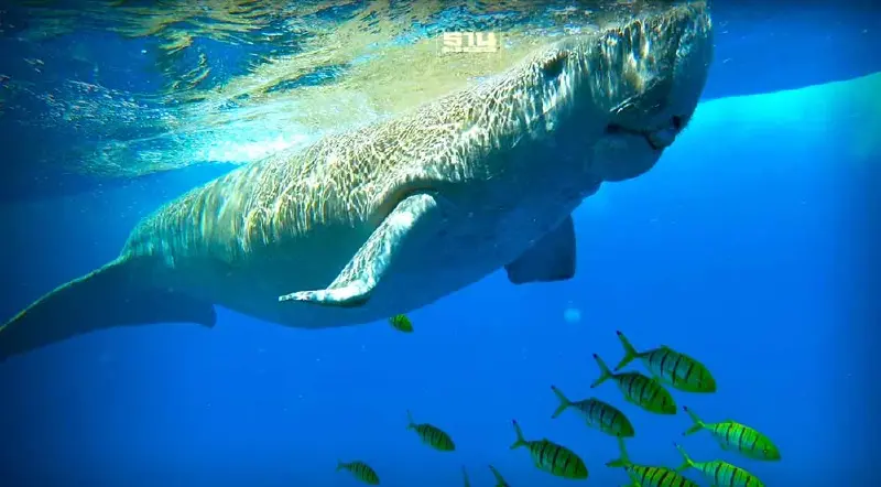 17 ส.ค. “วันอนุรักษ์พะยูนแห่งชาติ” เปิดที่มาความสำคัญการก่อตั้ง