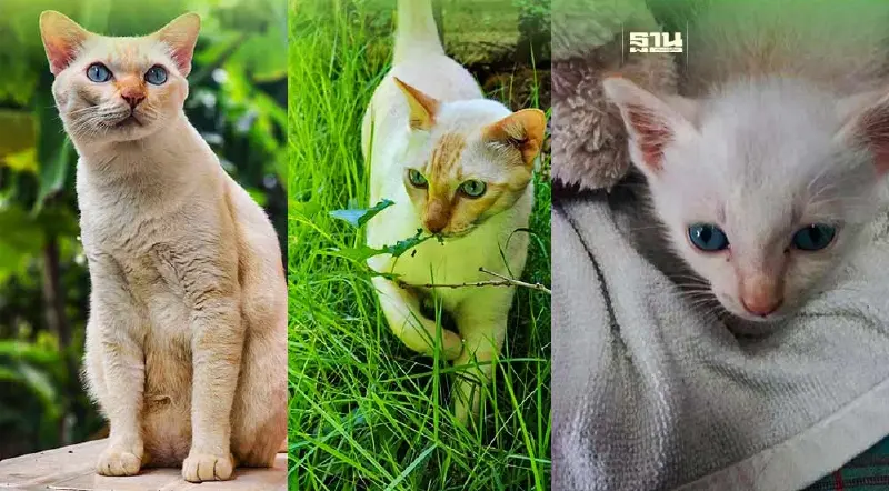 วันนี้ “วันแมวโลก 2566” วันที่ 8 สิงหาคม มีที่มาที่ไปอย่างไร ทาสแมวต้องรู้