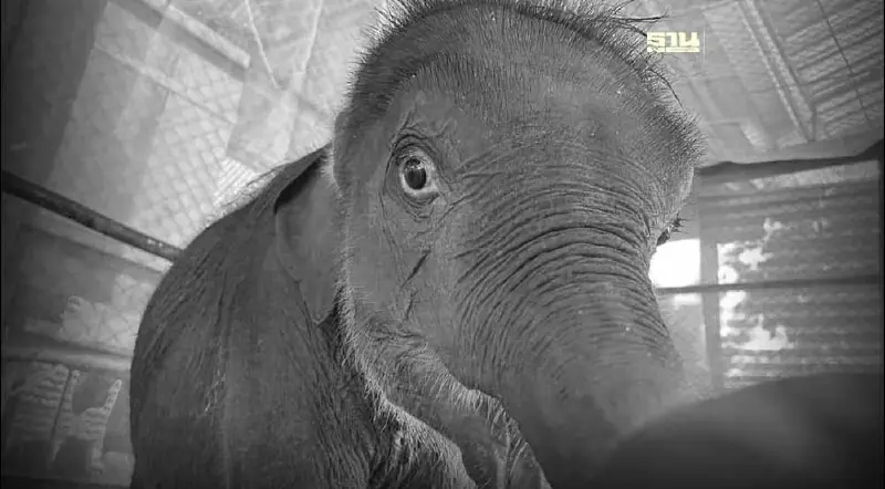 อาลัย "พลายตุลา" ลูกช้างป่าพลัดหลง จากไปอย่างสงบ