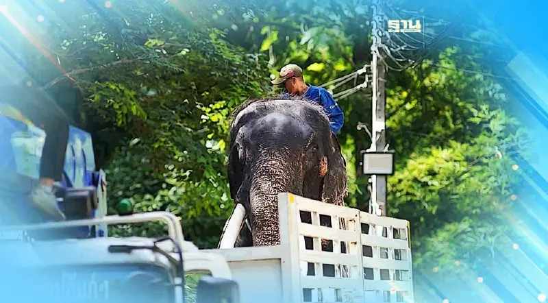 อ.อ.ป. ย้าย “พลายศักดิ์สุรินทร์” หลังพ้นกักโรค เตรียมพิธีฮ้องขวัญช้าง