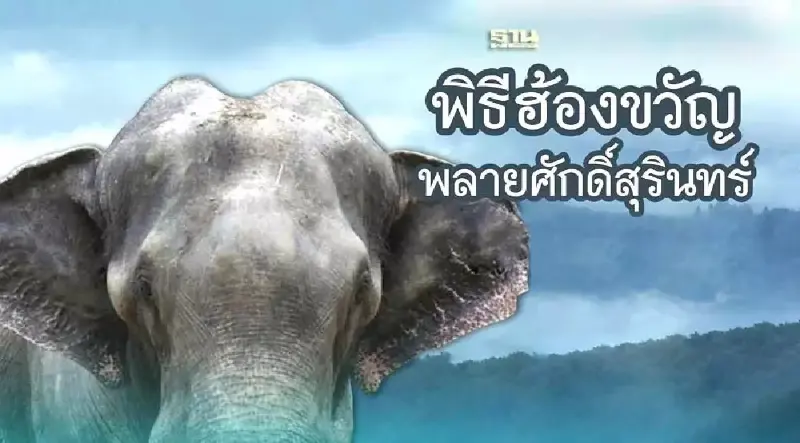 ถ่ายทอดสด "พิธีฮ้องขวัญ" พลายศักดิ์สุรินทร์ วันนี้ 28 สิงหาคม 2566