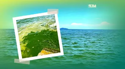 ทะเลบางแสนสีเขียว ปรากฎการณ์แพลงก์ตอนบลูม