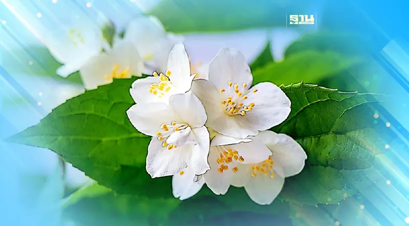 ดอกมะลิ สื่อรักวันแม่แห่งชาติ 2566 วันที่ 12 สิงหาคม