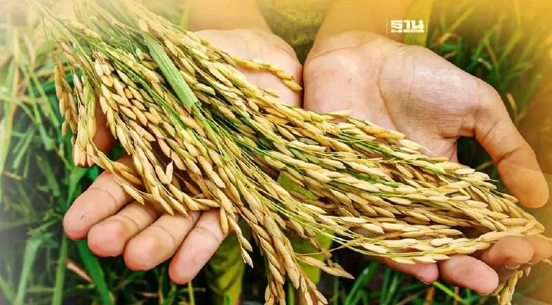 ข้าวไทยเนื้อหอมคู่ค้าแห่ซื้อหลังอินเดียห้ามส่งออก