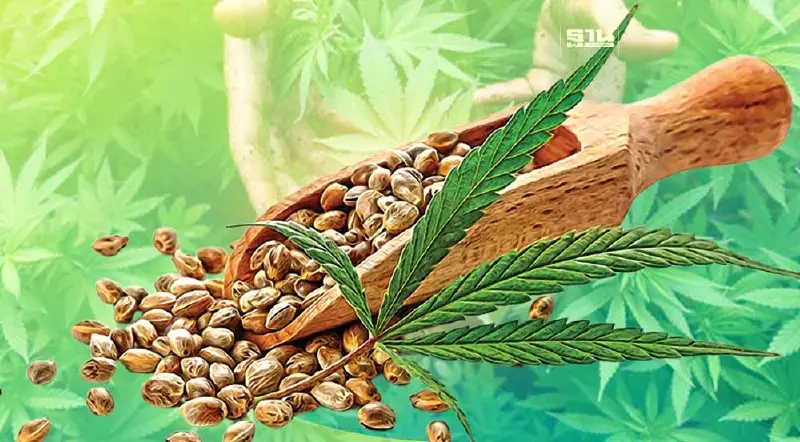 ส่องประโยชน์ทางการแพทย์ "กัญชง-กัญชา" หลากสรรพคุณ