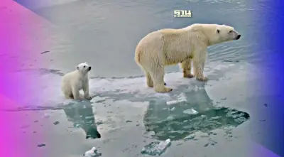 “ภาวะโลกร้อน”เชื่อมโยงโดยตรงกับการอยู่รอดของ “หมีขั้วโลก”