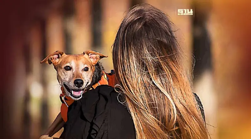 อัพเดต“Pet Tech” 3 นวัตกรรมเทคแคร์สัตว์เลี้ยงแสนรัก อัพเดต“Pet Tech” 3 นวัตกรรมเทคแคร์สัตว์เลี้ยงแสนรัก