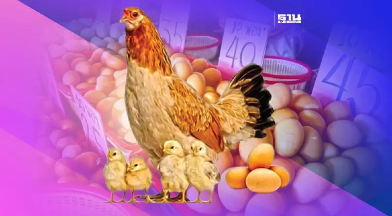 รับมือ “กินเจ-ปิดเทอม” ไข่ราคาตก สั่งปลดแม่ไก่ดันส่งออก 78 ล้านฟอง