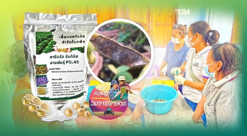 กรมวิชาการเกษตร ใช้จุลินทรีย์ปฏิปักษ์คุมโรคถั่วเหลือง ลดใช้สารเคมี