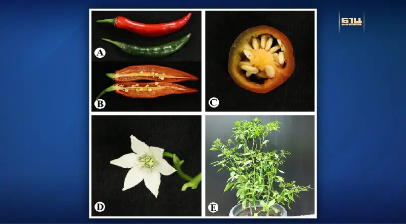 กระหึ่มโลก “กรมวิชาการเกษตร” ใช้ดีเอ็นเอบาร์โค้ด แยก “พริกสายพันธุ์ไทย”