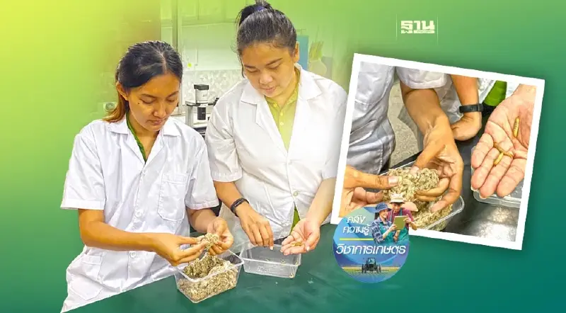 กรมวิชาการเกษตร แนะเลี้ยงขยายไส้เดือนฝอย สายพันธุ์ต่างประเทศอย่างง่าย