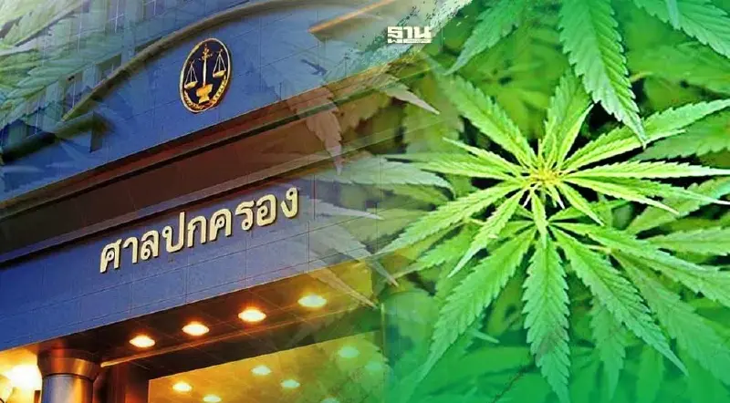 ศาลปกครองสูงสุด ยืนไม่รับฟ้องคดีปลดล็อกกัญชาพ้นยาเสพติด