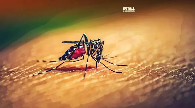 "ไข้เลือดออก" โรคร้ายที่มากับหน้าฝน อันตรายถึงชีวิตถ้าไม่คิดป้องกัน "ไข้เลือดออก" โรคร้ายที่มากับหน้าฝน อันตรายถึงชีวิตถ้าไม่คิดป้องกัน