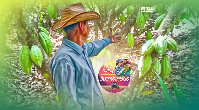 กรมวิชาการเกษตร แนะก่อน “ปลูกโกโก้” ต้องมั่นใจมีตลาดรับซื้อ-รวมกลุ่มผลิต