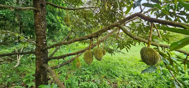 สศก. เผย ‘แปลงใหญ่ทุเรียนเขาจ้าว’ ประจวบคีรีขันธ์ เล็งขึ้นทะเบียน GI ในปี 66