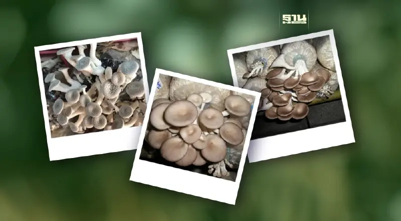 นวัตกรรม “เห็ดสายพันธุ์ใหม่ของกรมวิชาการเกษตร”