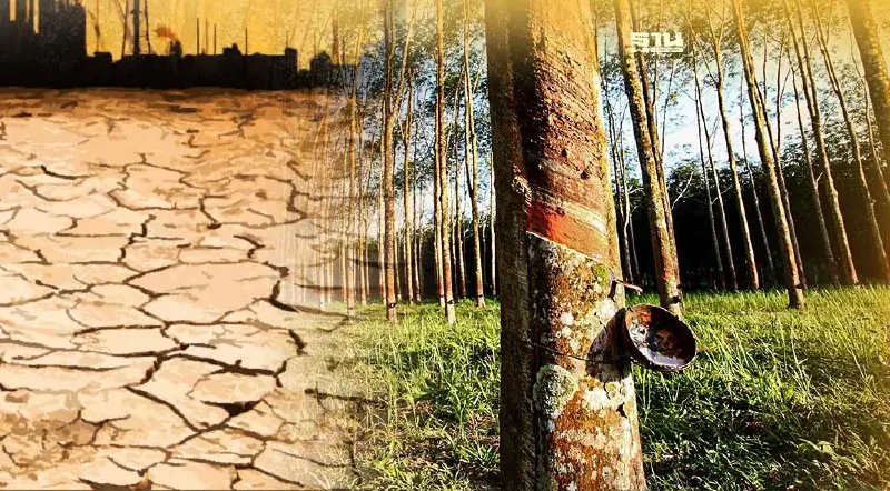 กยท. ลุย สวนยางยั่งยืน" นำสู้วิกฤตราคายางและปรากฏการณ์เอลนีโญ