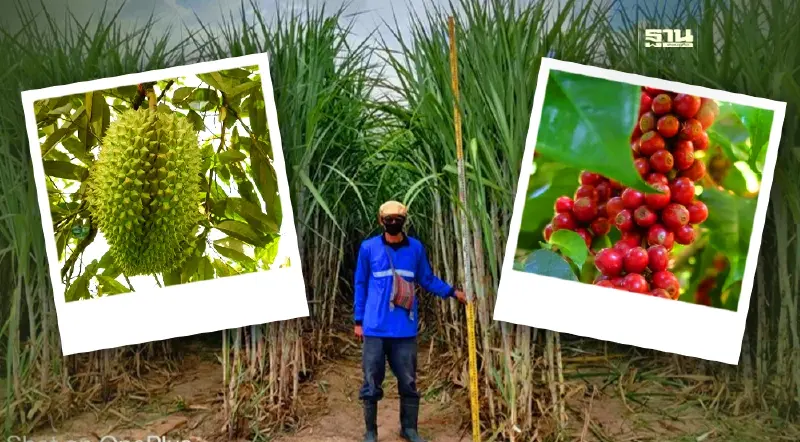 กรมวิชาการเกษตรลุยต่อยอดวิจัยปรับปรุงพันธุ์พืชใหม่ขยายผลสู่เกษตรกร