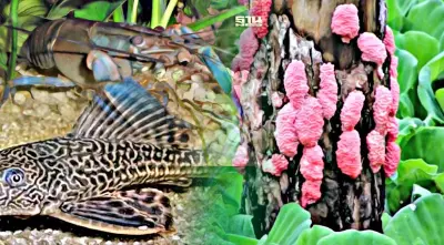 ชนิดพันธุ์สิ่งมีชีวิตต่างถิ่นรุกราน โลกสูญเงินกว่า 423 พันล้านดอลลาร์/ปี