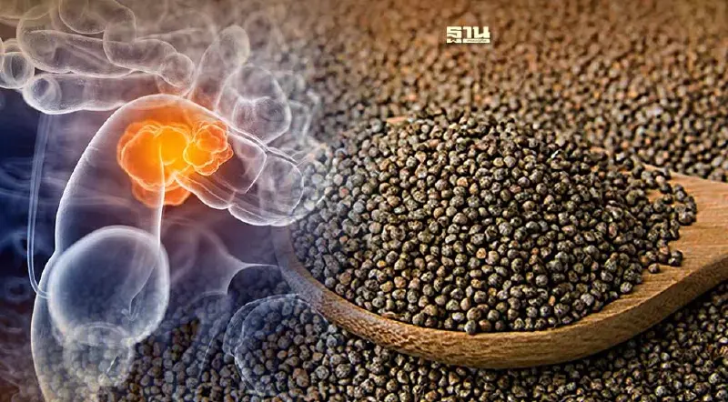 ข่าวดี สารสกัด "เมล็ดงาม้อน" ลดอักเสบ ป้องกันเกิดเนื้องอกลำไส้ใหญ่