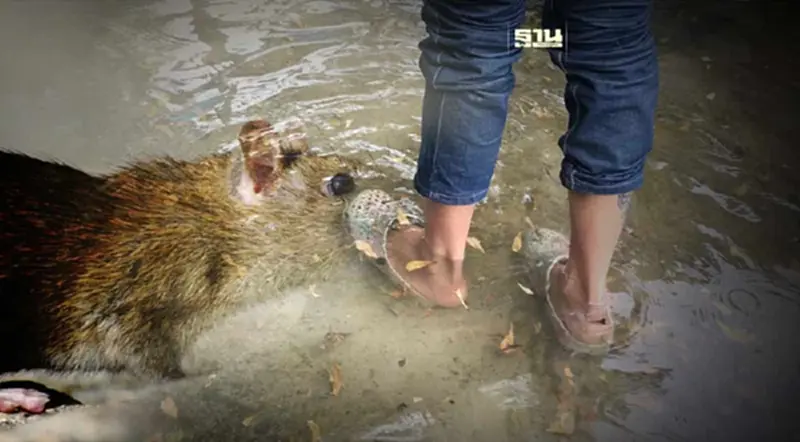 โรคฉี่หนูระบาด ป่วยแล้ว 2,700 ราย เสียชีวิต 31 ราย โรคฉี่หนูระบาด ป่วยแล้ว 2,700 ราย เสียชีวิต 31 ราย