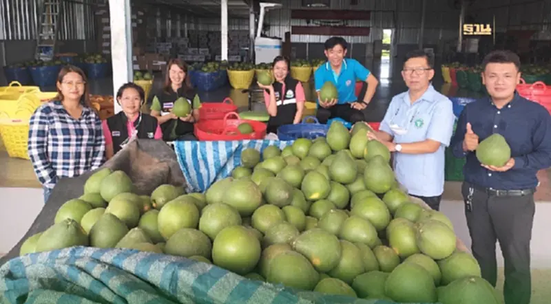 กรมวิชาการเกษตร หนุนเทคโนโลยี ผลิต“ส้มโอ” มาตรฐาน GAP กรมวิชาการเกษตร หนุนเทคโนโลยี ผลิต“ส้มโอ” มาตรฐาน GAP