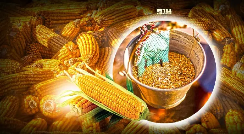 คต. เปิดรับฟังความคิดเห็น 3 ร่างกฎนำเข้าข้าวโพด-กากถั่วเหลือง ใต้ AFTA-WTO