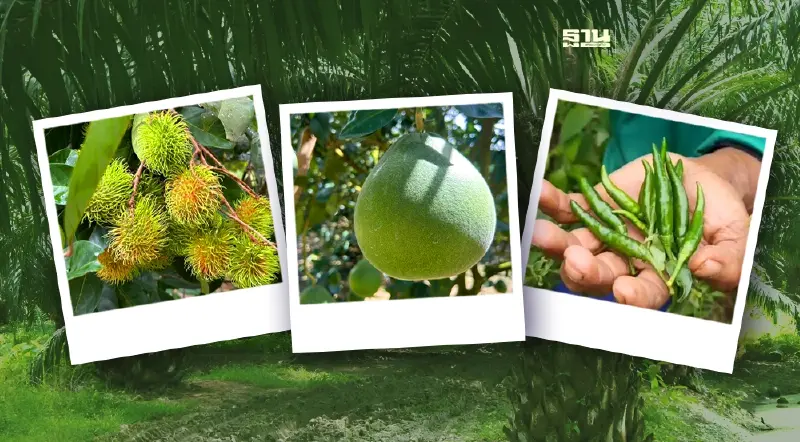 “พื้นที่ลุ่มน้ำปากพนัง” กรมวิชาการเกษตร ยกระดับ BCG Model ลดก๊าซเรือนกระจก