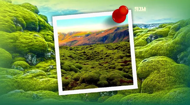 รู้จัก "ลาวามอส" มหัศจรรย์พืชอนุรักษ์แห่งไอซ์แลนด์ รู้จัก "ลาวามอส" มหัศจรรย์พืชอนุรักษ์แห่งไอซ์แลนด์