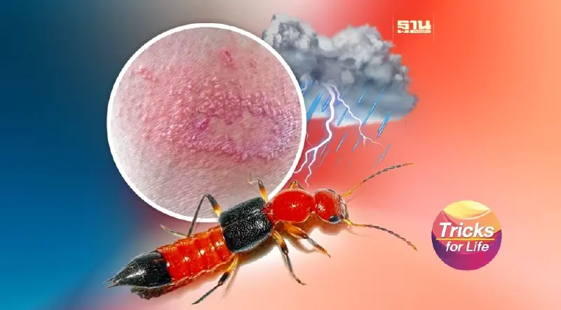 ‘แมลงก้นกระดก’ กับพิษร้ายที่มองไม่เห็น