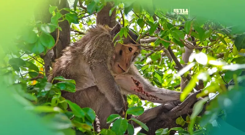 กทม. นัดถกแก้ปัญหาลิงแสมบางขุนเทียน 18 ต.ค.นี้