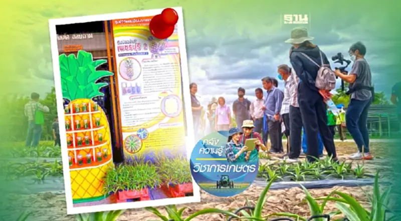 กรมวิชาการเกษตร โชว์เทคนิคตัดช่อดอกอ่อน ขยายสับปะรด “เพชรบุรี 2” สู่เกษตรกร กรมวิชาการเกษตร โชว์เทคนิคตัดช่อดอกอ่อน ขยายสับปะรด “เพชรบุรี 2” สู่เกษตรกร