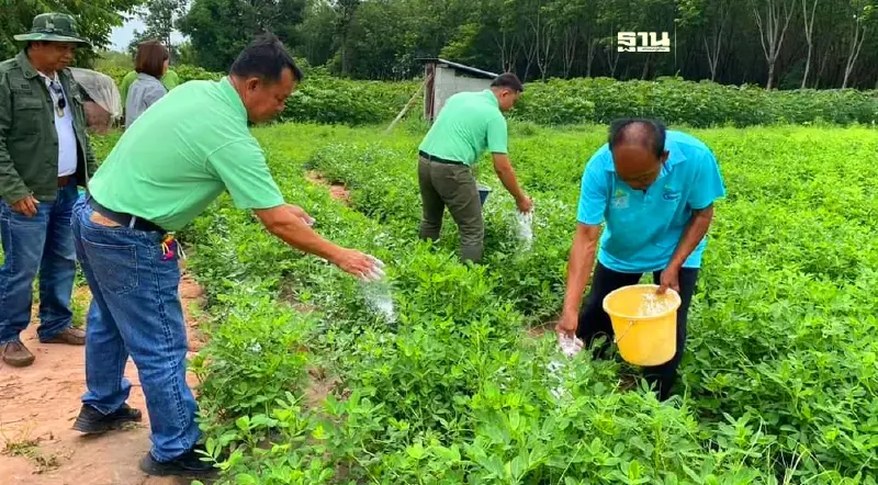 กรมวิชาการเกษตร อัพเกรด “ถั่วลิสง" สู่มาตรฐาน GAP