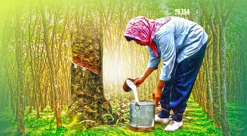 สวนยาง FSC 2.3 หมื่นไร่เคว้ง ขอค่าทำ 6 บาท/กก. คนรับซื้อยังไม่ชัด