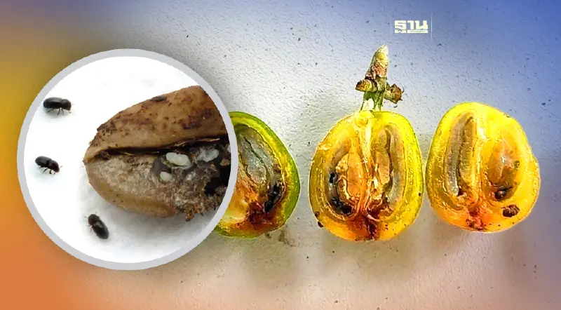 สวพ. 1 เจ๋ง ใช้เทคโนโลยีป้องกันกำจัดมอดเจาะผลกาแฟแบบผสมผสาน