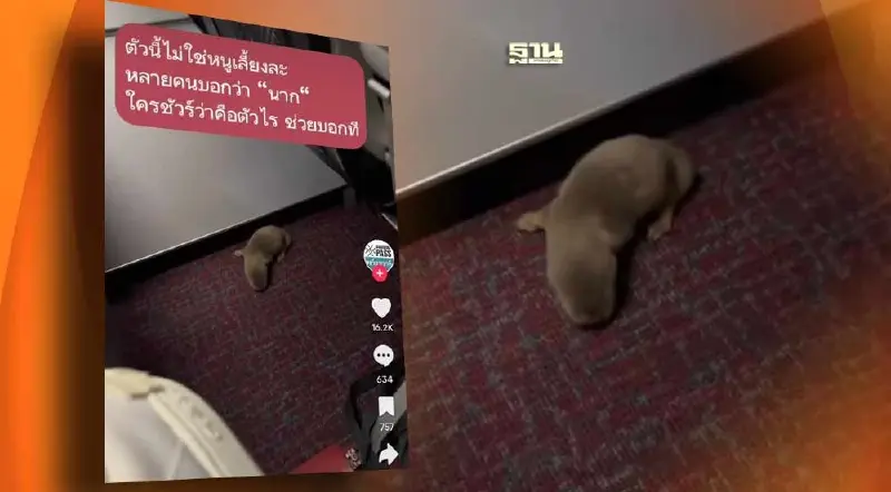 มาได้ไง!ผู้โดยสารแอบนำ หนู-นาก ขึ้นเครื่องบิน สนามบินสุวรรณภูมิแจงแล้ว