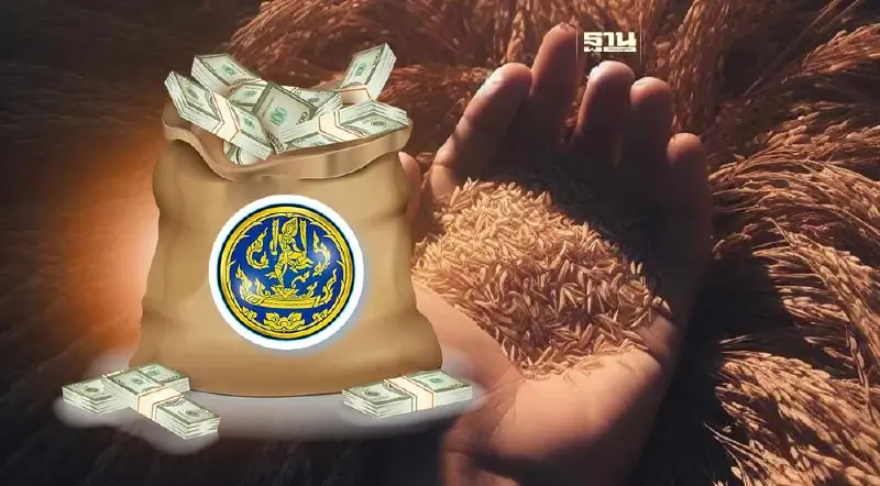 พาณิชย์ ระดมรับซื้อข้าวเปลือกหอมมะลิอีสาน เจอความชื้นสูงฉุดราคาวูบ