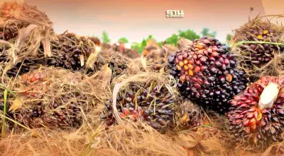 ส่องแนวโน้มธุรกิจอุตสาหกรรมน้ำมันปาล์มปี 67-69