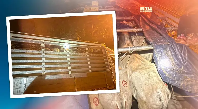 ปศุสัตว์ร่วมทหาร จับลักลอบนำเข้าโคเมียนมา สกัดโรคปาก-เท้าเปื่อย