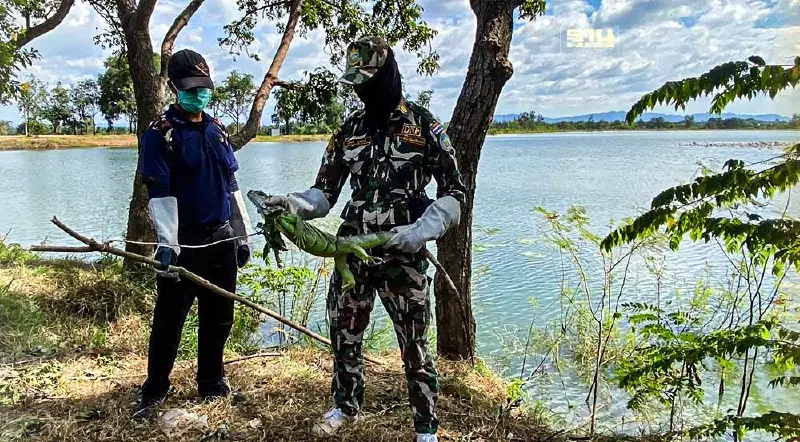 พัชรวาท สั่งเร่งคุม"อีกัวน่า"หลังบุกทำลายพืชผลเกษตร เสียหายหนัก