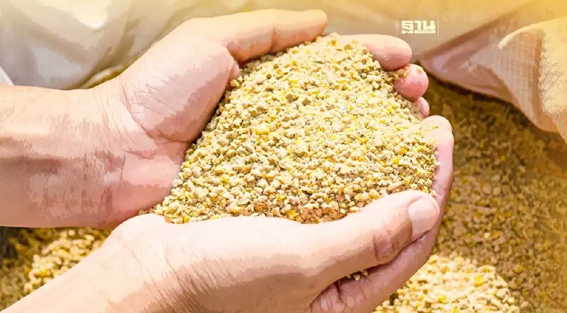 พาณิชย์ บี้โรงงานรับซื้อข้าวโพดเลี้ยงสัตว์ ราคาไม่ต่ำ 10 บาท/กก.