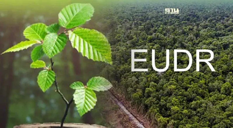 กฎใหม่ EU ห้ามนำเข้าสินค้าจากการทำลายป่า สะเทือนยางไทย กัมพูชา มาเลเซีย กฎใหม่ EU ห้ามนำเข้าสินค้าจากการทำลายป่า สะเทือนยางไทย กัมพูชา มาเลเซีย