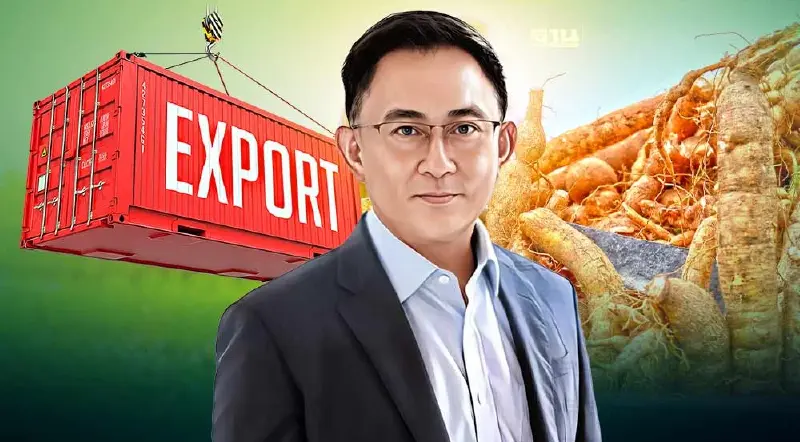 ส่งออกมันสำปะหลังราคายังพุ่ง แนะรัฐหนุนขยายท่อนพันธุ์ทนโรค-ใช้นวัตกรรม