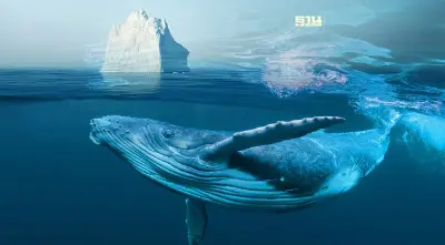 มหาสมุทรอุ่นขึ้น วิบากกรรม “วาฬสีน้ำเงิน” อพยพล่าช้าลง